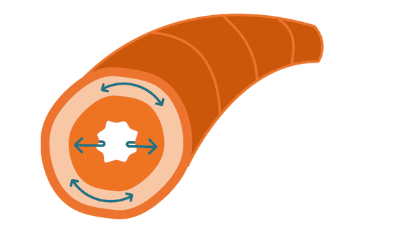 A cutaway of an airway showing how COMBIVENT RESPIMAT helps to dilate them